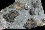 Ammonite (Promicroceras) Cluster - Somerset, England #86246-2